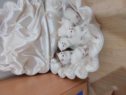 1 aylık minnak kediler rezerveye açıldı
