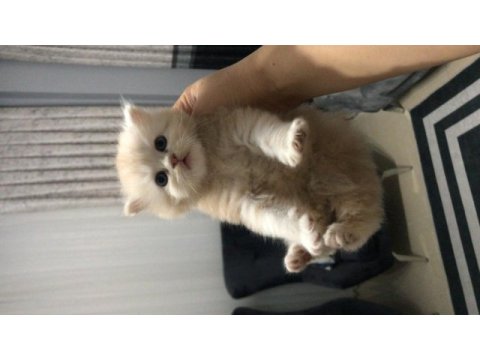 Chinchilla 2 erkek yavru