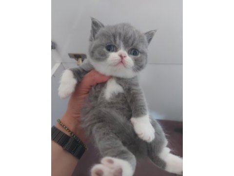 Blue dişi erkek brıtısh shorthaır yavrularımız