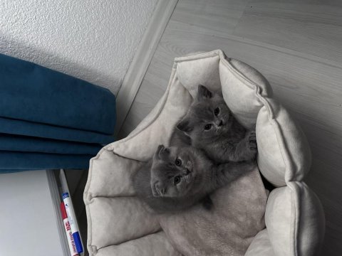 2 tane dişi yavru scottish fold