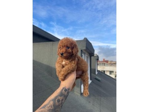 Safkan red toy poodle yavrumuz