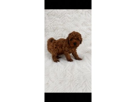 Kore teacup poodle erkek yavrular