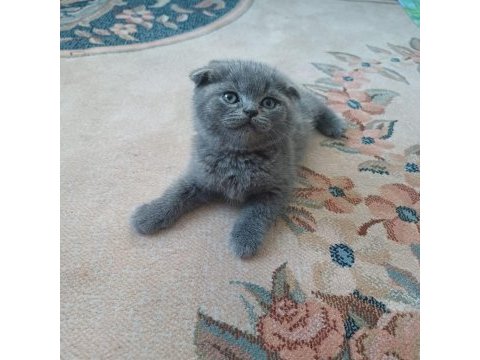 Minnoş scottish fold kedim