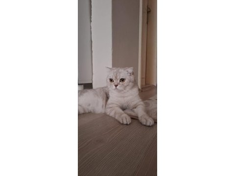 Damızlık dişi british shorthair