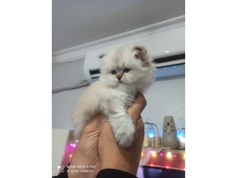 Güzel bebeğimiz british longhair