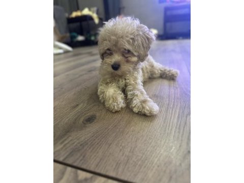 Evde büyüyen tuvalet eğitimli maltipoo yavrular