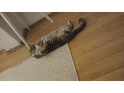 8 aylık aşıları tam british shorthair
