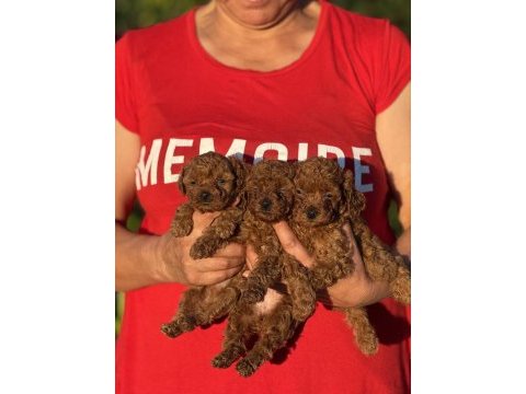 Teacup boy koreakan toy poodle bebekler kg garantili