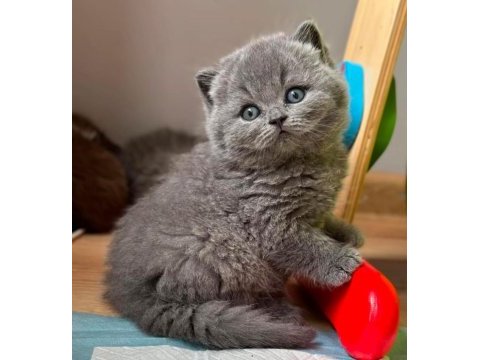 Yuvarlak kafa gri british shorthair