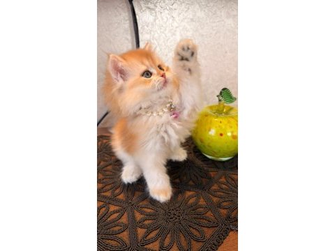 Golden ny12 british longhair safkan bebek
