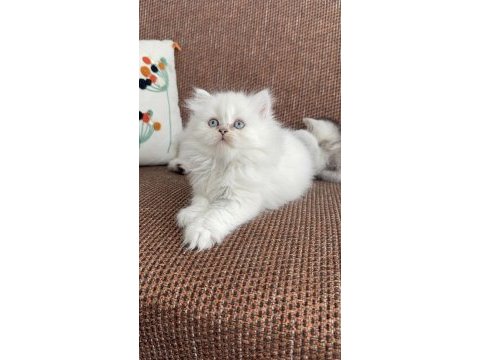 Kar topu sevenlere bebek kedilerim