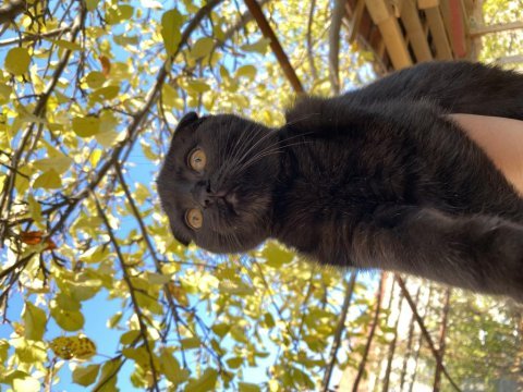 Harika siyah renkte scottish fold yavru