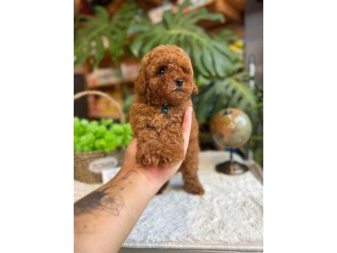Littlepaws farkıyla orjinal red toypoodle