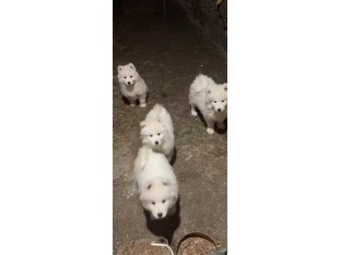 Samoyed yavrularımız sağlık ve ırk garantilidir