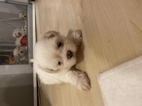 35 günlük shih tzu yavrular