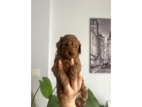 Orjinal teacup toy poodle dişi yavrular
