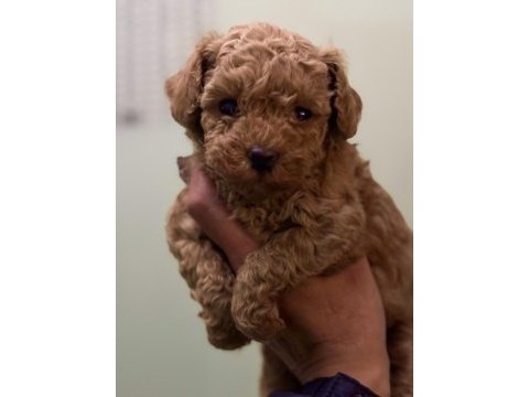 Kore kan poodle teacup