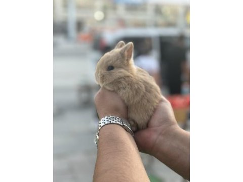 Cüce bebekler hazır bilgi için arayınız