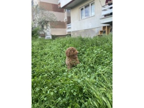 Minyatür poodle erkek