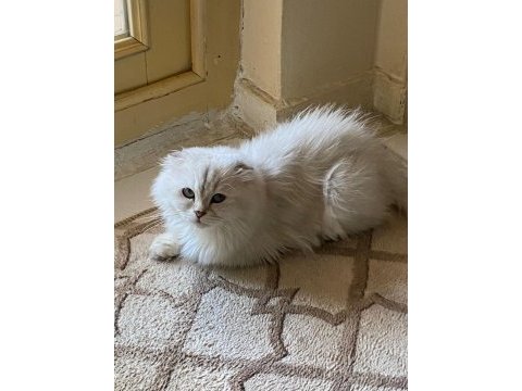 Scottish fold longhair