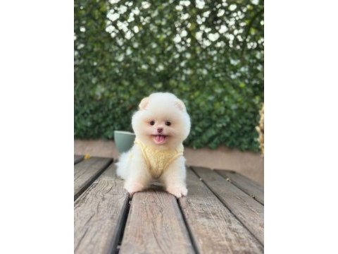 Yavru pomeranian booları