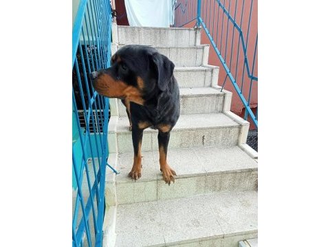 Kalite rottweiler