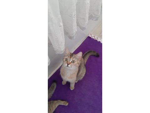 British shorthair evcilmen kedimiz