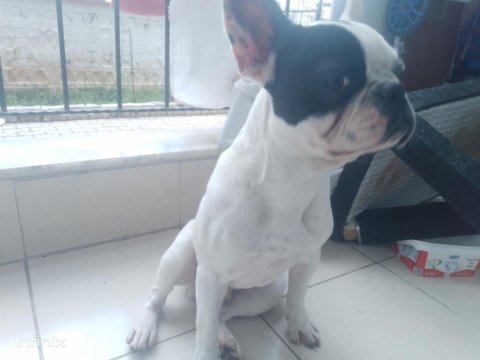 8 aylık çok akıllı bir french bulldog ismi pablo