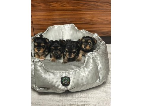 Çok tatlı yavru terrier (yorkshire)