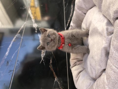 British shorthair erkek yavrular