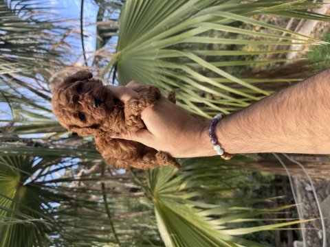 Irk ve sağlık garantili poodle bebekler