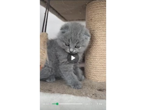 60 günlük scottish fold yavrularımız cok uyguna