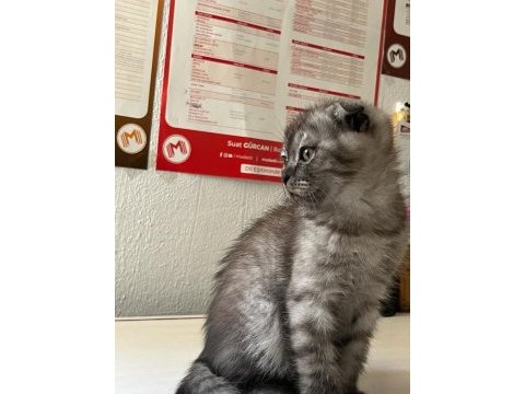 Scottish fold kedimiz için ulaşın