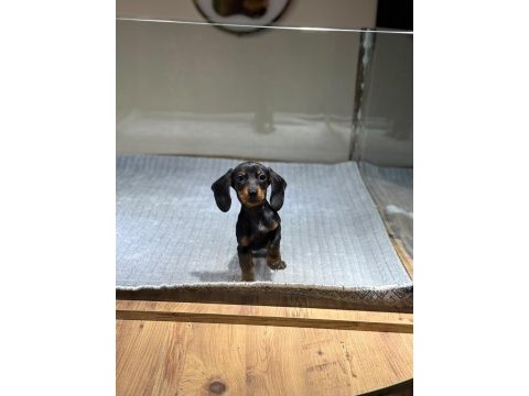 Sosis ırkı dachshund yavrularımız çiftlikten sizlerle