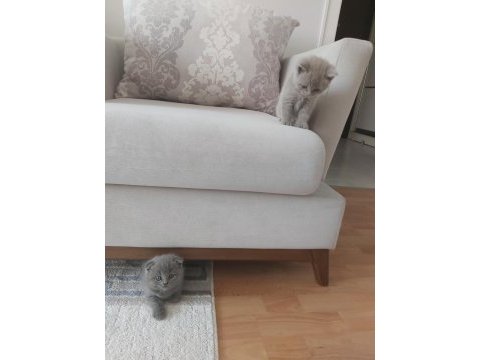 2 haftalık british longhair yavru