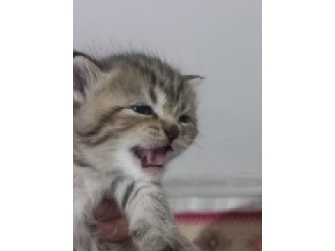 Scottish fold yeni yuva için hazırız