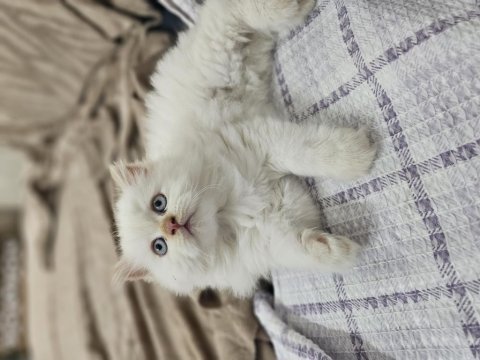 İran chinchilla 2 aylık