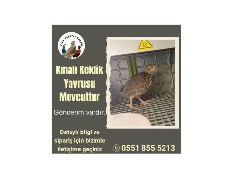 Kınalı keklik yavrusu