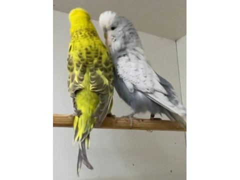 Show jumbo muhabbet kuşu