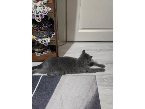 British shorthair kedimiz