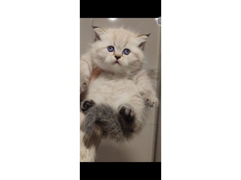 British longhair kedisi