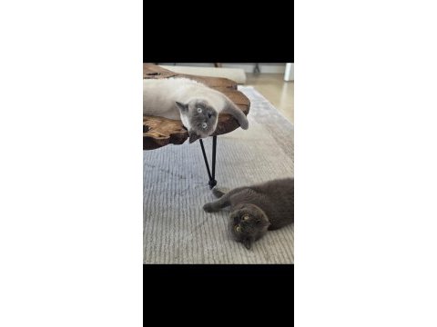 British shorthair bluepoint kedimiz