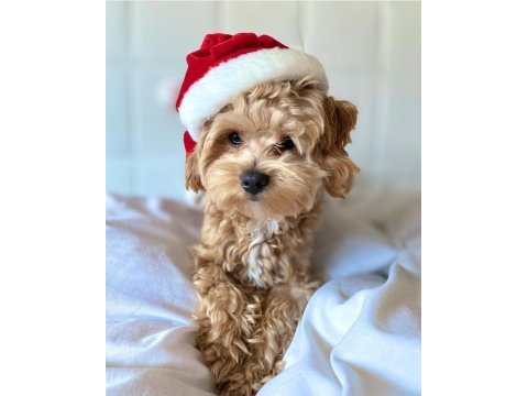 Birinci sınıf maltipoo yavruları