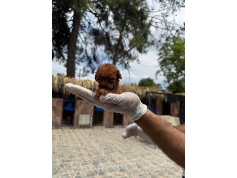 Teucap kore red poodle bebişler hazırda