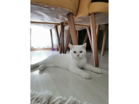 3 buçuk aylık british shorthair