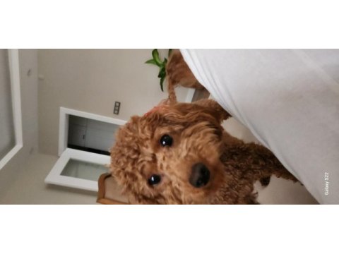 18 aylık dişi toy poodle