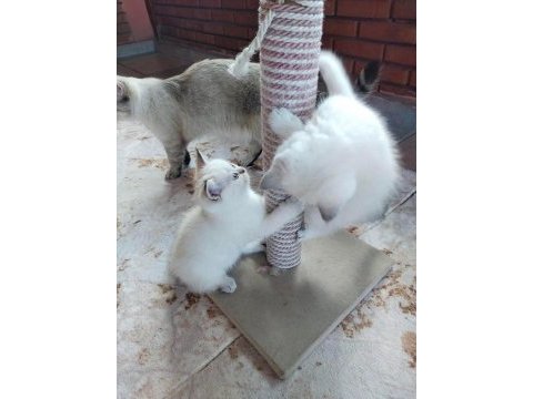 2 dişi ve 1 erkek british shorthair yavrular