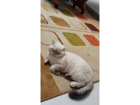 Kedi sahiplenmek isteyenler ev kedisi