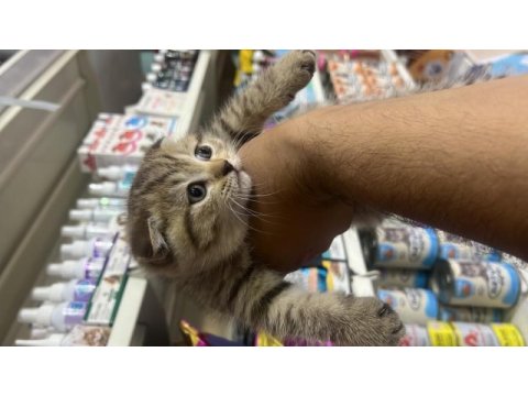 Son dişi scottish fold yavrumuza yuva arıyoruz