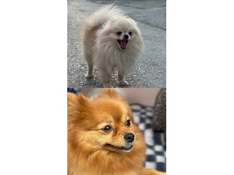 Pomeranian boo köpeğimiz